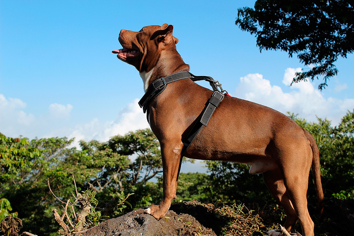 Collar o Arnés para Mascotas: Guía de Decisión