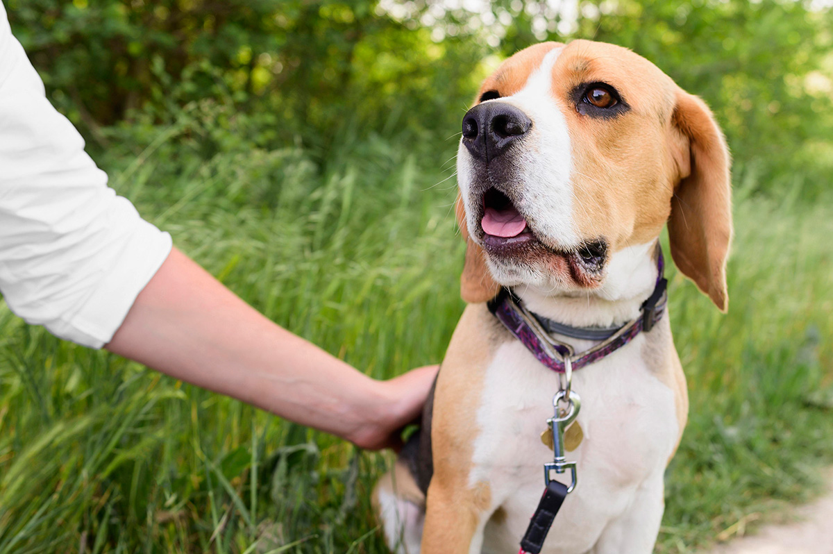 Collar para mascotas WonderPet con diseño elegante, combinando estilo y seguridad. Ideal para expresar la personalidad única de tu amigo peludo. Explora nuestra exclusiva colección de collares para perros y gatos. 🐾✨ #CollaresParaMascotas #WonderPet