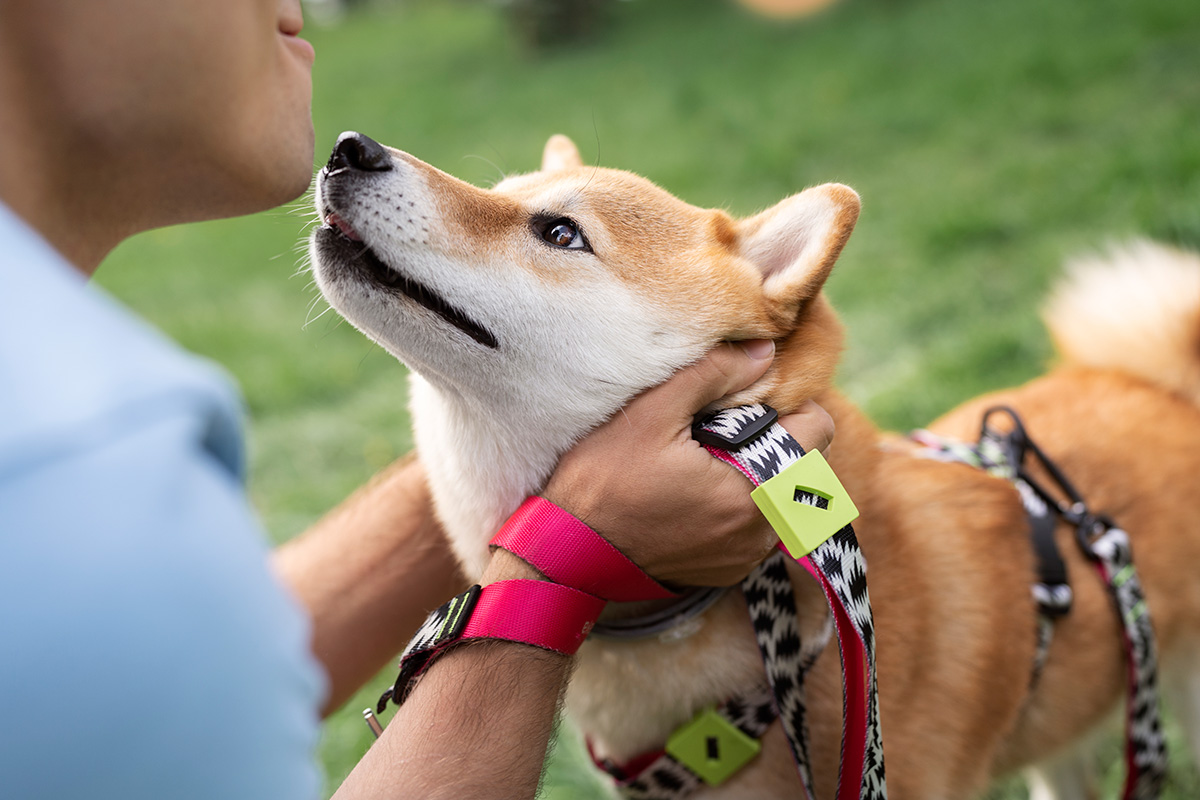 Correas para Perros de WonderPet - Seguridad y Estilo en Cada Paseo